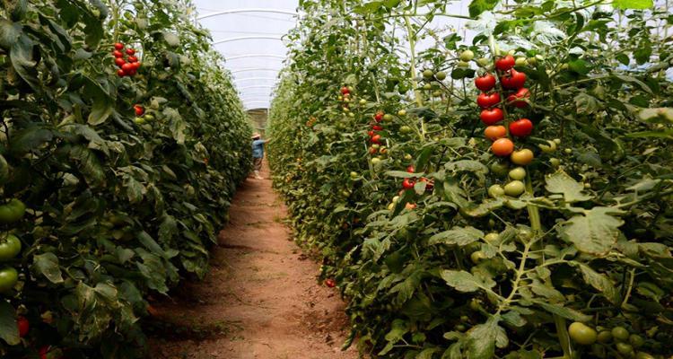 Como começar um negocia de plantação de tomate e venda